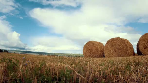 밀밭-농업 개념을 통해 이동 하는 구름의 시간 경과 — 비디오