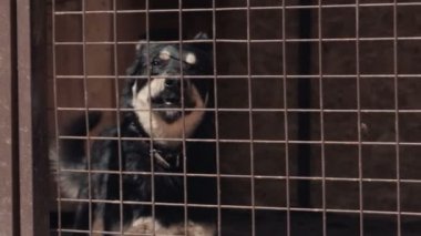 Bir evsiz blck köpek kafes hayvan barınağında - pooch