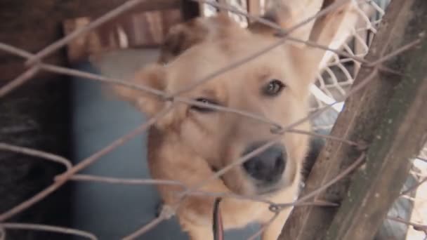 Um cão sem-abrigo na gaiola no abrigo de animais — Vídeo de Stock