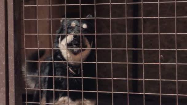 Un chien blck sans abri en cage à l'abri des animaux - poch 