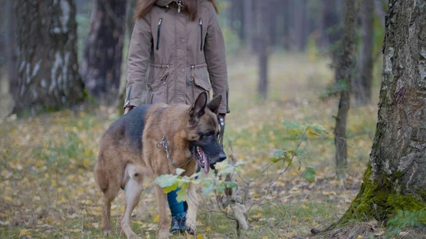 O cão caminha com os senhores na floresta — Fotografia de Stock