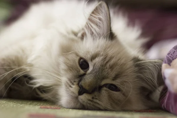 Şirin bir kedi yavrusu kanepede yatıyor — Stok fotoğraf