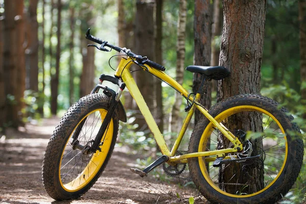 Fatbike κίτρινο ποδήλατο σε ένα δάσος κωνοφόρων — Φωτογραφία Αρχείου
