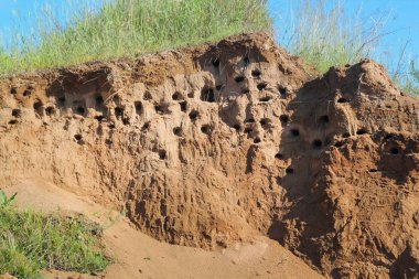 Kırlangıçlar nehrin kıyısında bir kum tepe yuva yaparlar