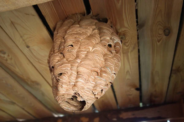 Tavanda asılı dev eşekarısı kovanını