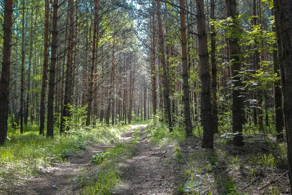 Vieille route envahie dans la forêt de conifères — Photo