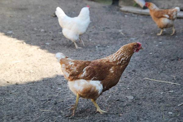 Kyckling i hönshus letar efter mat — Stockfoto