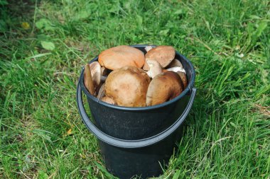 Bir kova dolusu taze çörek - yabani mantar