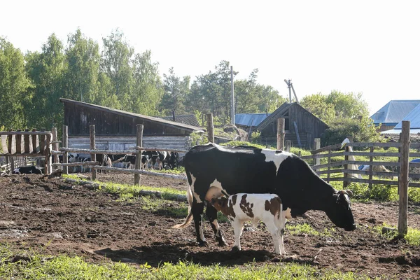 De koe het kalf melk-feeds van de uier - landelijke scène — Stockfoto