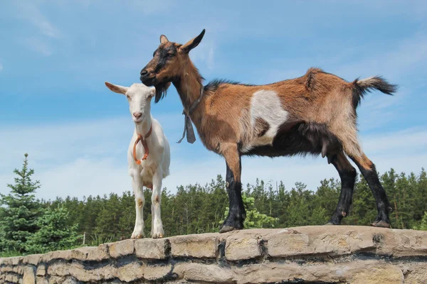 Twee geiten op platteland — Stockfoto