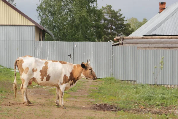 De koe wandelingen in village in de buurt van fence - Russische platteland — Stockfoto