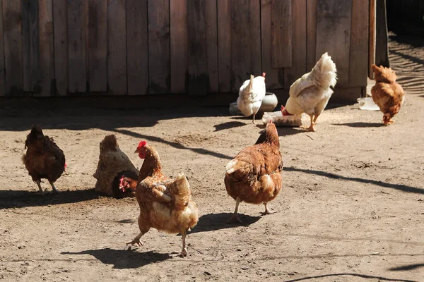 Pollo a piedi fuori fattoria di legno — Foto Stock