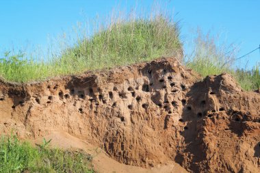 Kırlangıçlar yan görünüm, nehrin kıyısında bir kum tepe yuva yaparlar