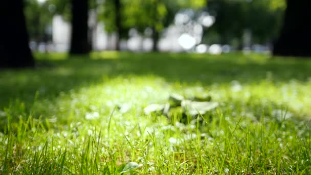 Herbe verte se balançant dans le vent au soleil d'été, floue — Video