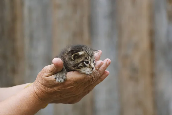 Gato gatito recién nacido en mano de mujer - escena rústica —  Fotos de Stock
