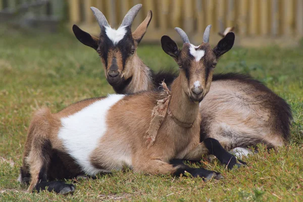 Twee geiten hebben rust op groene weide - Russische dorp — Stockfoto