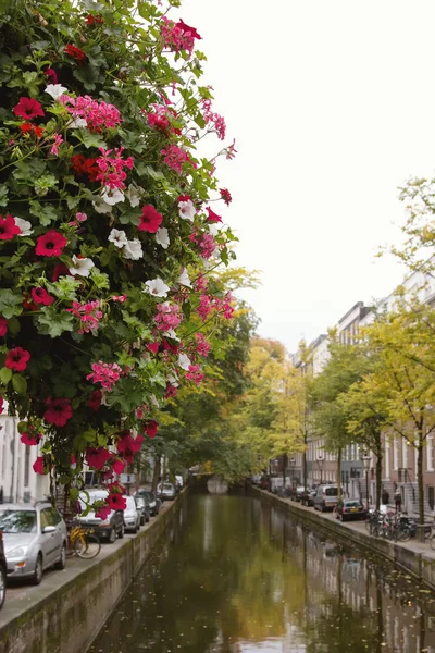 Цветы на канале в Амстердаме, река Амстел, Голландия, Нидерланды — стоковое фото