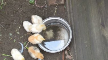 Küçük bebek tavuk coop - Üstten Görünüm