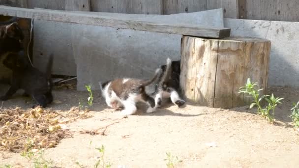 Kätzchen und seine Katzenmutter auf dem Land — Stockvideo