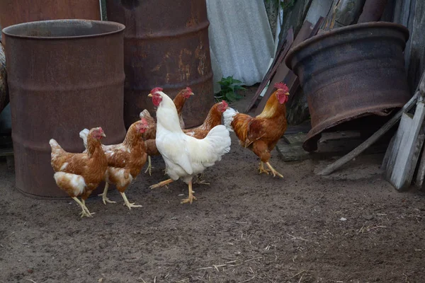 Polli e galli in cortile - azienda agricola — Foto Stock