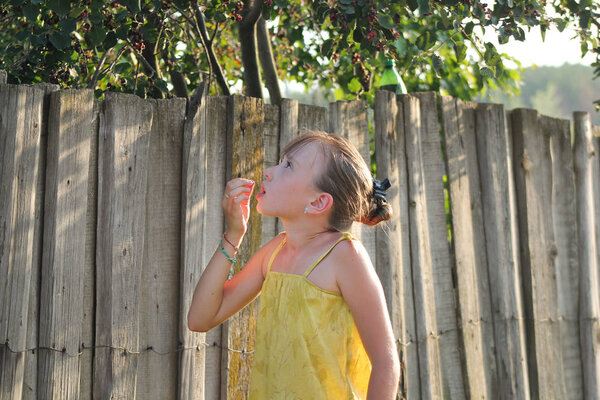 Little girl is eating Saskatoon berries near wooden fence - summer Russian village