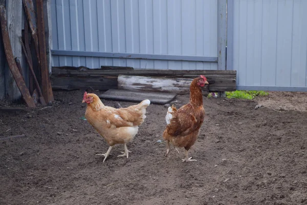 Два кури в заміському дворі сільськогосподарська ферма — стокове фото