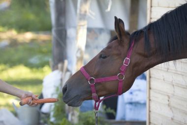 Bir havuç ata veren kadının el