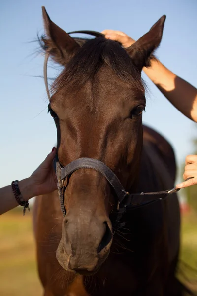 Cabeça de cavalo marrom no prado - esporte equestre — Fotografia de Stock