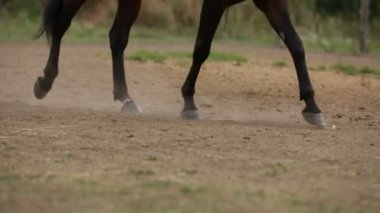 Horseback binicilik dersi - Hipodrom, ata toynakları ağır çekim