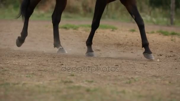 Уроки верховой езды - копыта лошади на ипподроме, замедленная съемка — стоковое видео