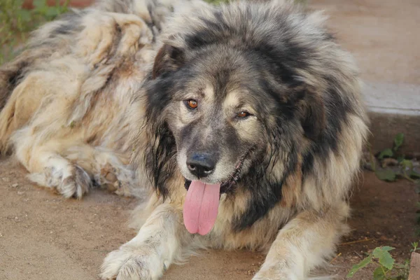 Grand chien - Chien de berger caucasien dans la cour de la ferme dans la campagne russe — Photo
