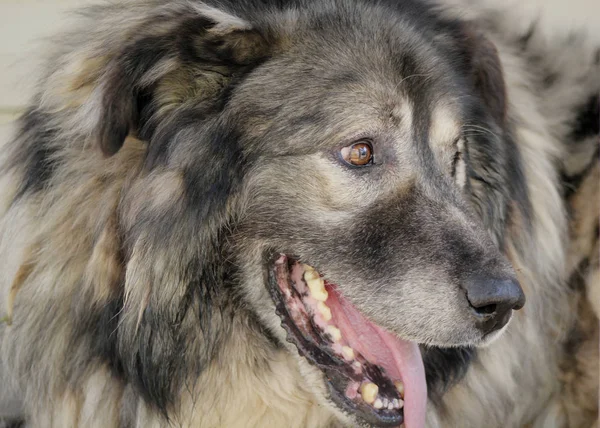 Portrait de chien de berger caucasien dans la cour, gros plan — Photo