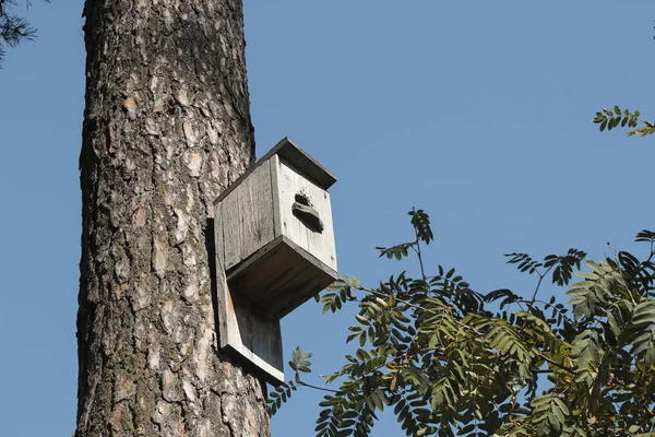 Casa de pájaros colgando en el árbol frente al cielo azul —  Fotos de Stock