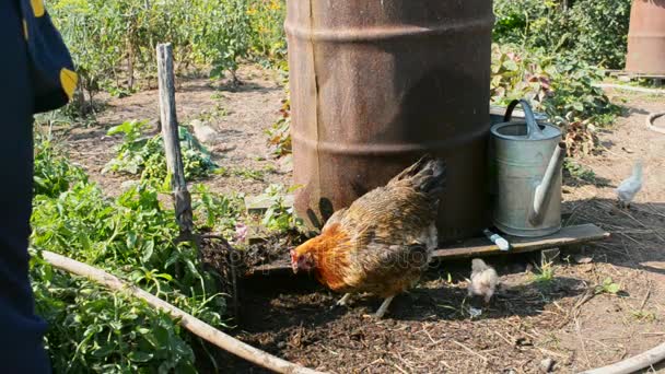 Κότα με κοτόπουλα-ψάχνουν για τα σκουλήκια και έντομα στην κοπριά — Αρχείο Βίντεο