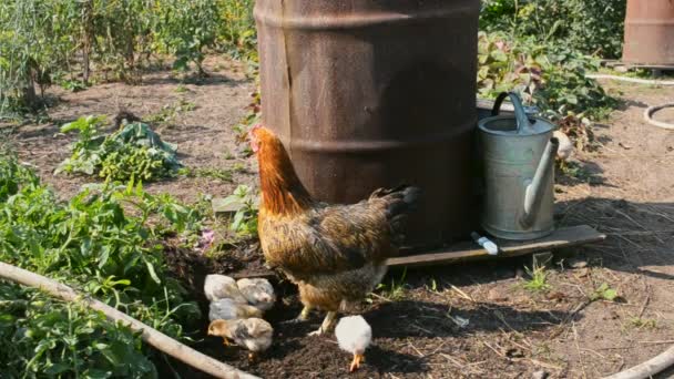 Höna med kycklingar promenader i gårdar gård nära järn fat för vatten — Stockvideo