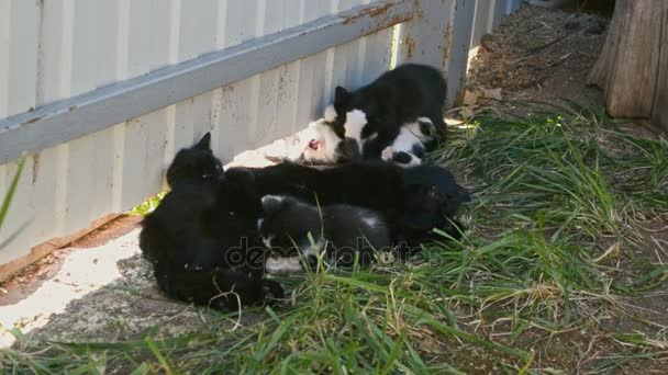 Recién nacidos gatitos juega con madre gato en granjas patio — Vídeos de Stock