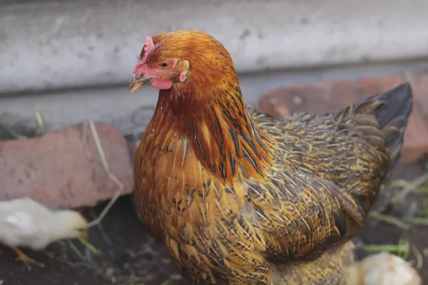 Pollo e gallina nel cortile di campagna - azienda agricola — Foto Stock