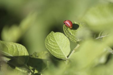 Kırmızı colorado böcekleri larva yaprak yeşil bitkinin üzerinde
