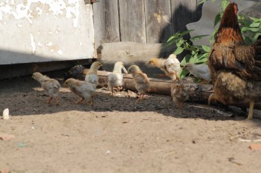 Tavuk tavuk çiftlikleri bahçede yürüyüş ile