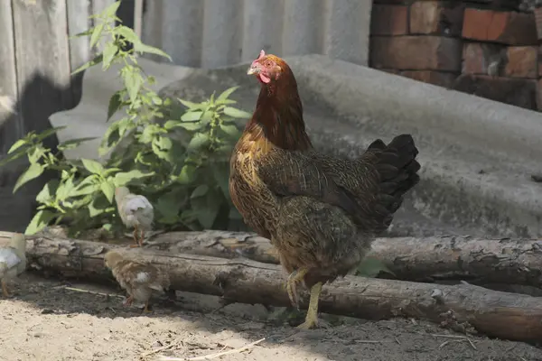 Kyckling och höna i landet gården - jordbruks-gård — Stockfoto
