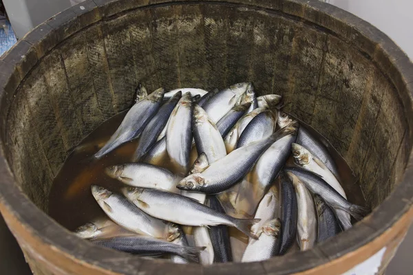 Herring in a wooden barrel - sea fish — Stock Photo, Image