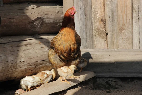 Höna med kycklingar promenader i gårdar gård — Stockfoto