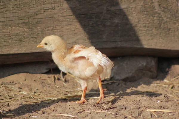 Ein kleines Huhn im Hof des Bauernhofs — Stockfoto