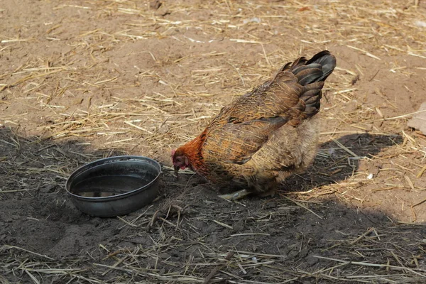 Slepice pije vodu v zemi loděnice - Zemědělská farma — Stock fotografie