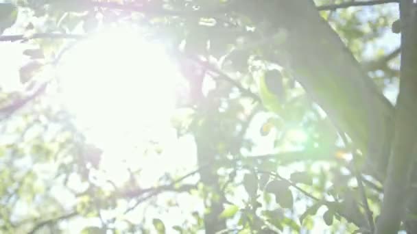 Virágzó Alma fa előtt a nyári nap — Stock videók