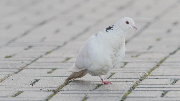 Piccione bianco che salta su una gamba - uccelli di strada disabili — Video Stock