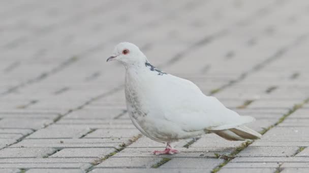 Белый голубь на одной ноге - уличные птицы-инвалиды - вид сбоку — стоковое видео