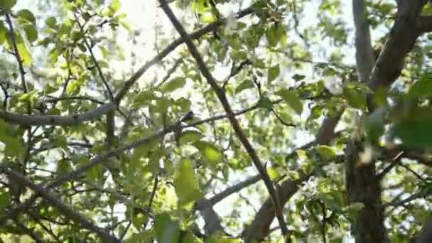 Kleurrijke bloeiende appelboom voor zomerzon — Stockvideo