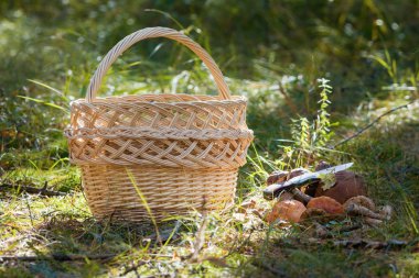 Dokuma sepeti ve çörek mantar ve bıçak ormandaki bir sürü