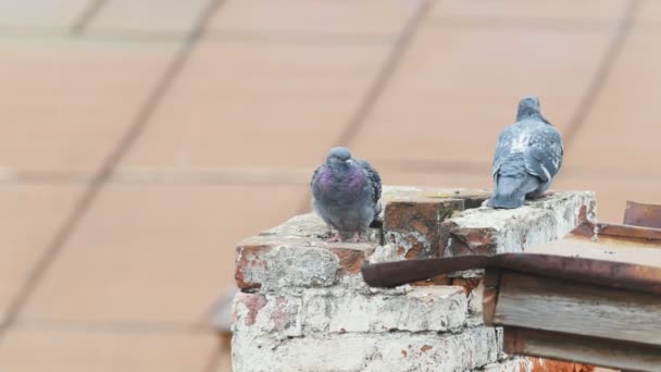 Aves de la ciudad - paloma en la tubería del techo — Vídeos de Stock